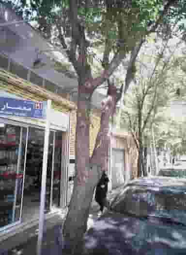 فروشگاه آرایشی بهداشتی در گمرک 