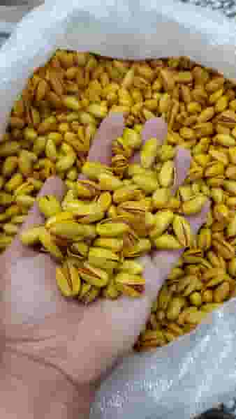 پسته رجا شهرک طباطبایی کرمان