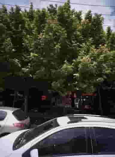 چاپخانه سعد آباد کوی امیرالمومنین مشهد