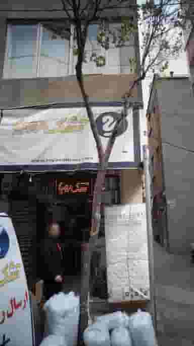 تشک رویا در سلسبیل شمالی 