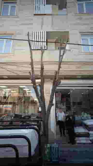 تشک پارمیس در علی آباد جنوبی 