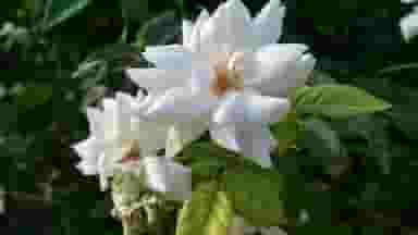 پارک ایمان در گلشن شیراز