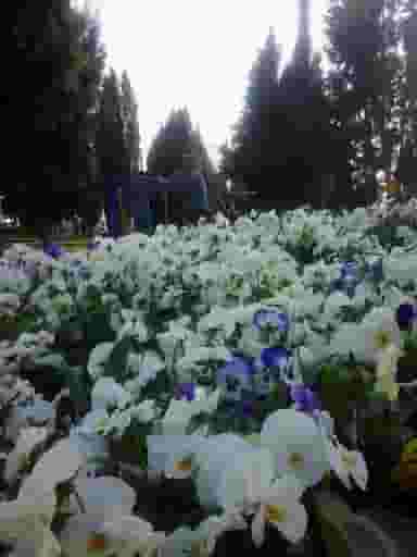 بوستان یسنا در آبشاهی یزد