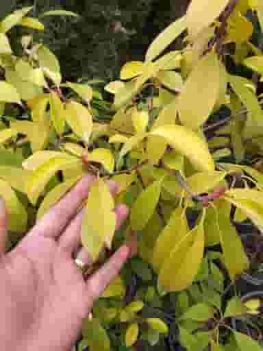 باغ گلها در صابونی کرمانشاه