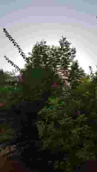 پارک در بهمنی بوشهر