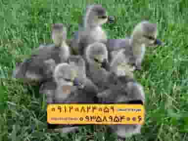 فروش ویژه جوجه غاز