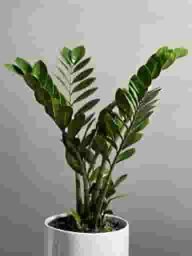 گلفروشی گیاکادو