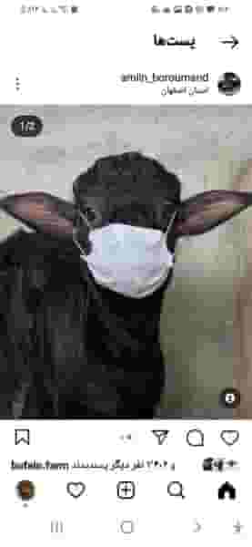 سوپر گوشت برتر در قدس نجف آباد