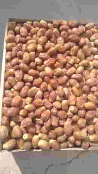 رطب ساسویه میدان بار سبزوار