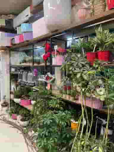 گل فروشی افشین در صیاد شیرازی گرگان