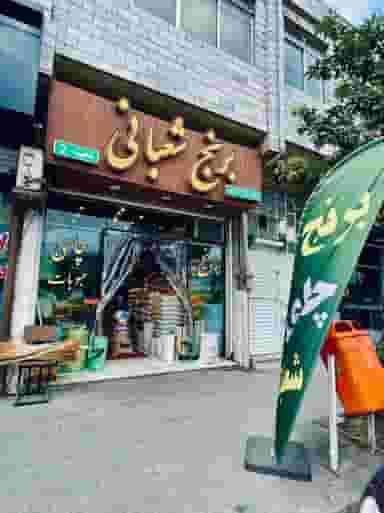 برنج شعبانی در آزادی نوشهر