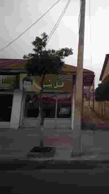 پیرایش گل پیرا کمربندی شمالی فریدون‌کنار