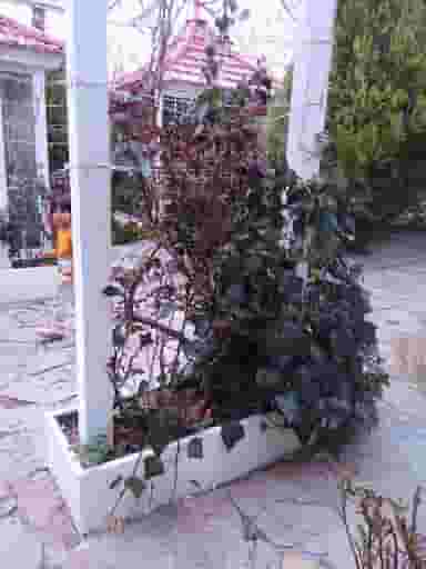 باغ رستوران ستارخان در قلعه حاتم بروجرد