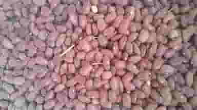 حبوبات عباس خسروی در بسیج بروجرد