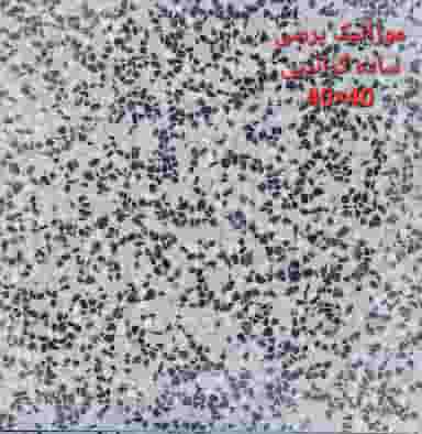 مصالح ساختمانی و تولیدی موزائیک کرملو در شهر نظرآباد
