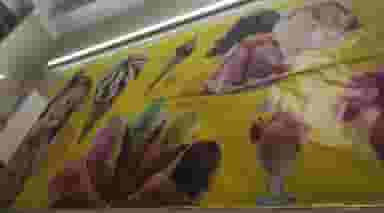 بستنی فروشی نصر در شهر بهبهان