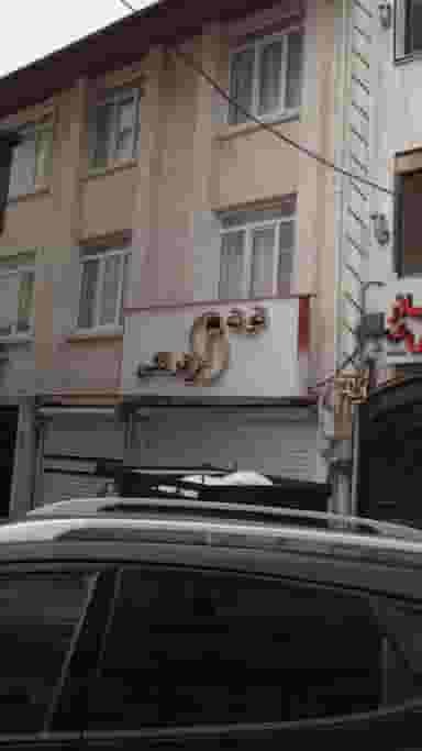 توت فرنگی در هاشمی نژاد لاهیجان