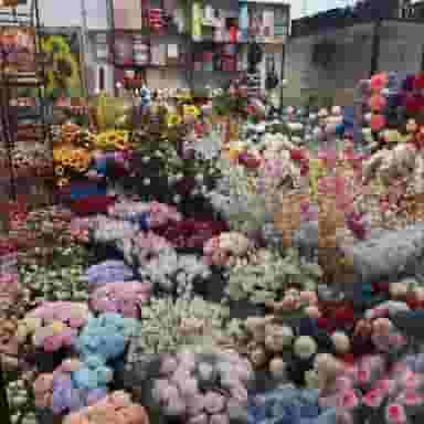 گل ترنج در سبلان فاز ۲ اردبیل