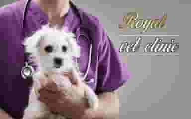 کلینیک دامپزشکی رویال در آبنوس کرمان