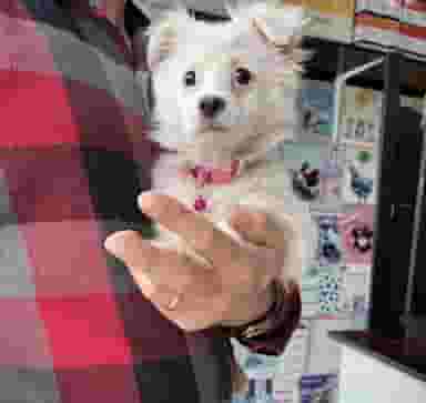 بیمارستان دامپزشکی دکترولی زاده در پارسیلون خرم‌آباد