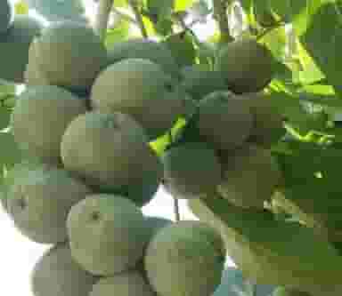 نهالستان جهاد سبز در پشت ناحیه ارومیه