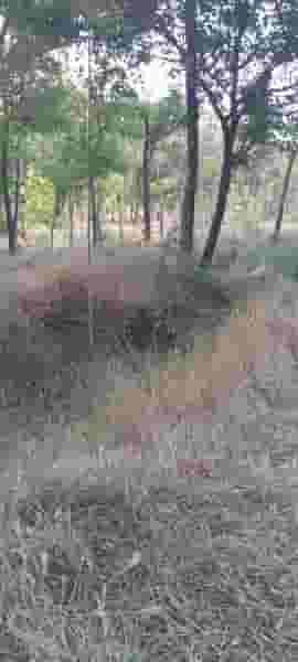 پارک ملت در پارک ملت زنجان