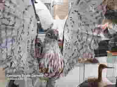 موزه حیات وحش طبیعی کوی مهر آرا زنجان