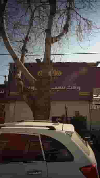 وقت سیب زمینی و برگر در آیت الله طالقانی ساری