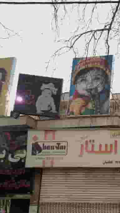 آتلیه تخصصی عکس نوزاد وکودک وبارداری بی بی در طبرسی ساری