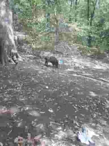 بوستان پیوندی در پانزده خرداد ساری