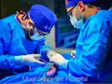 کلینیک دامپزشکی دکتر مهدی مقدم در صفاشهر قم