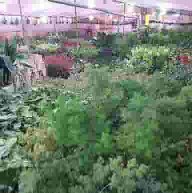 گلستان محلات گل و نهال و بنسای در مصلی کرمانشاه