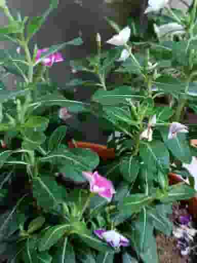 کافه باردو در شریعتی کرمانشاه