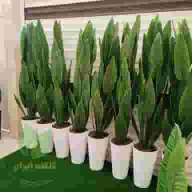 گلکده ایران در نیروگاه قم