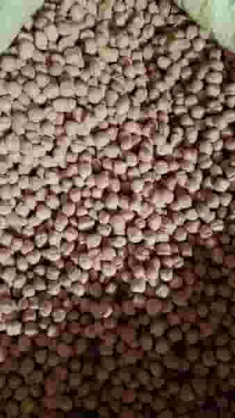 پخش حبوبات روشن در شیخ آباد قم