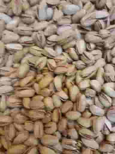 اجیلی کاج در مارالان تبریز