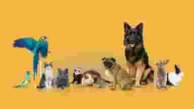 کلینیک دامپزشکی دکتر زاهدزاده خیابان 30متری اهواز