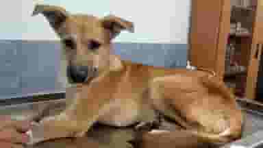 کلینیک تخصصی دامپزشکی رویال در کیان آباد اهواز