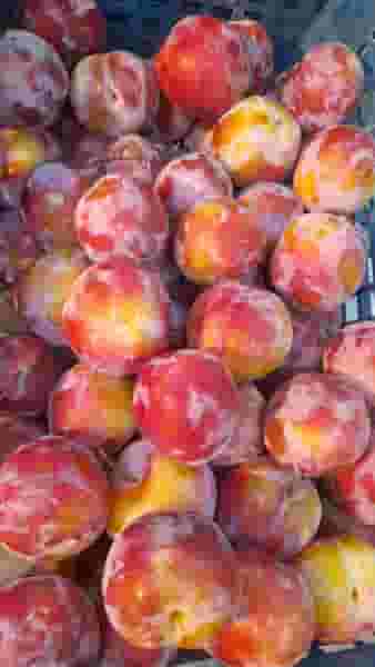 میوه و تره بار کیانی در زیتون کارگری اهواز