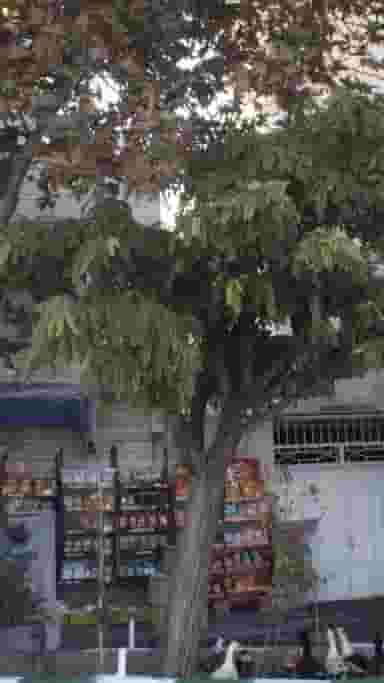 سوپرمارکت ستاره شهرک المهدی 