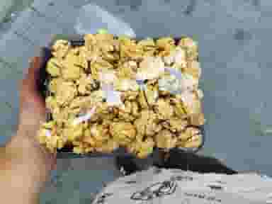 گردو فالی در بریانک تهران