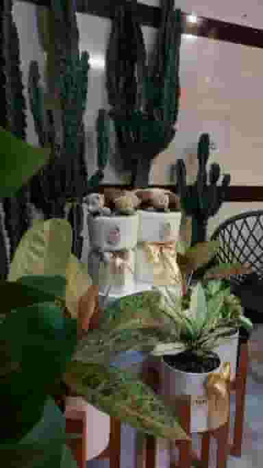 گلفروشی الین elinflowershop/Elin flower shop شهرک گلها رشت