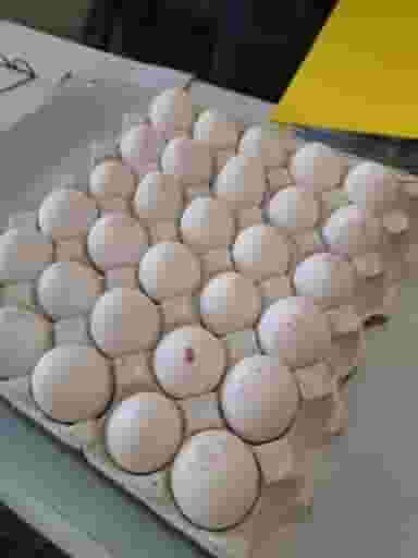 فروشگاه سامیا