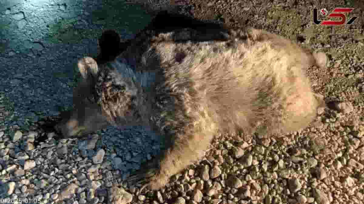 یک قلاده خرس بر اثر اصابت گلوله کشته شد