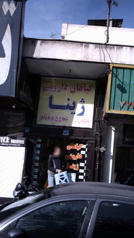 عکس گیاهان دارویی ژینا در پرستار