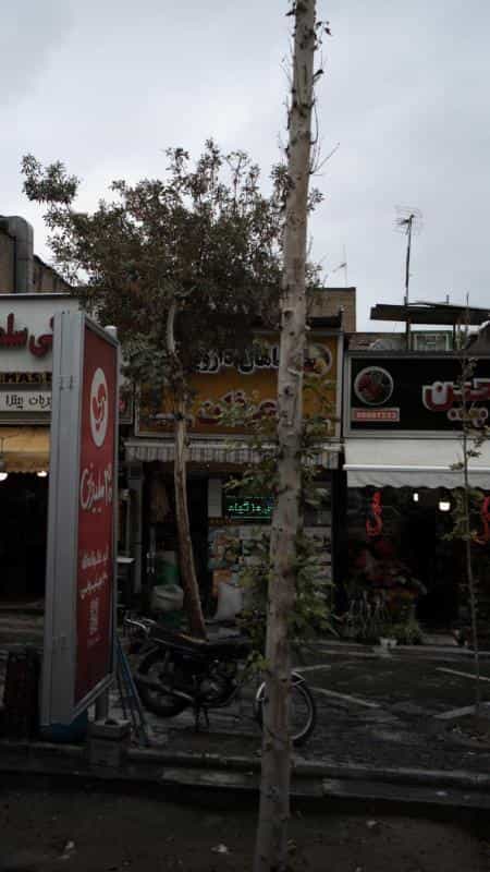 عکس گیاهان دارویی عرفان در بهجت آباد