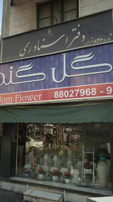 عکس گل گندم در قزل قلعه
