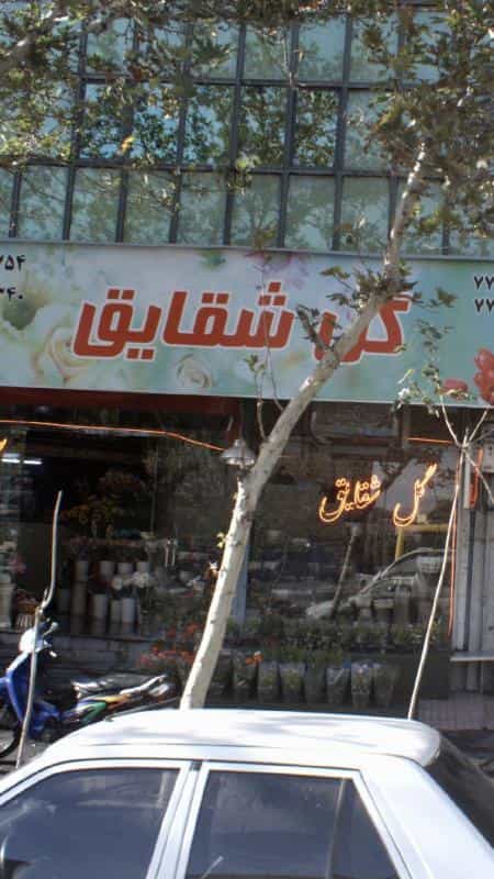 عکس گل شقایق در کوهک