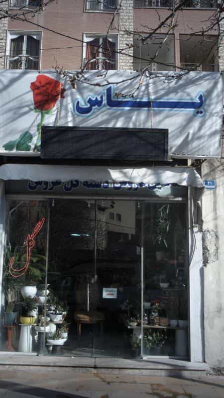 عکس سوپر گل یاس در ونک