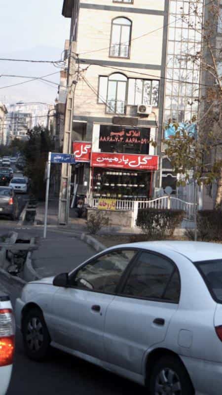 عکس گل پارمیس در دریا